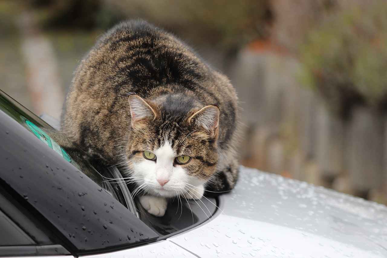 What Signs Indicate Wiper Replacement Is Needed?