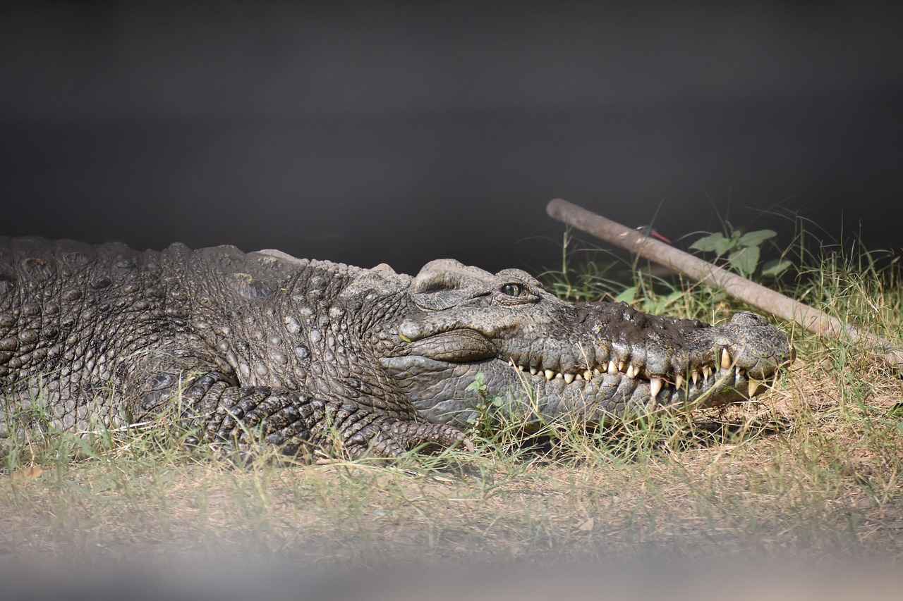 How to Choose the Right Size for Your Nissan Rogue?