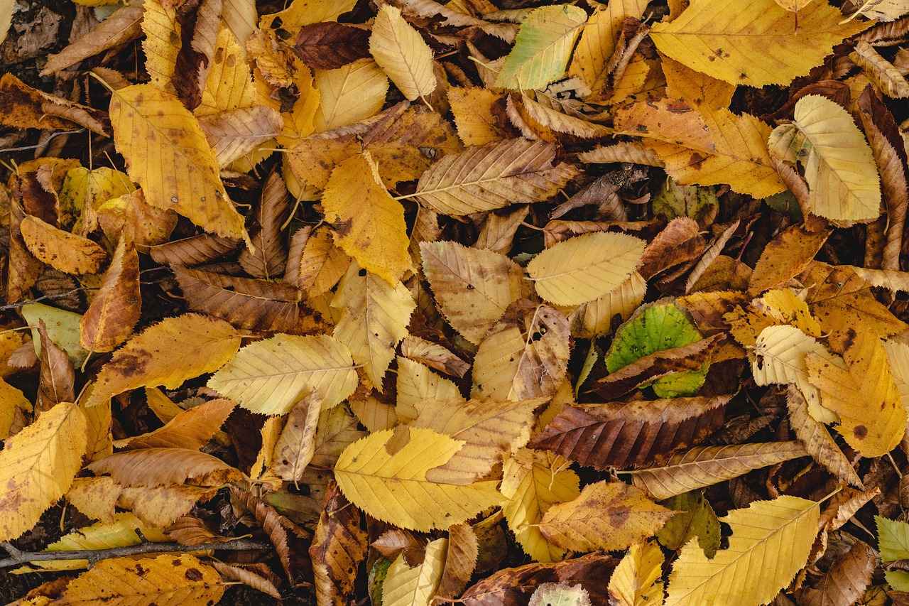 How to Maintain Your Subaru Wiper Blades