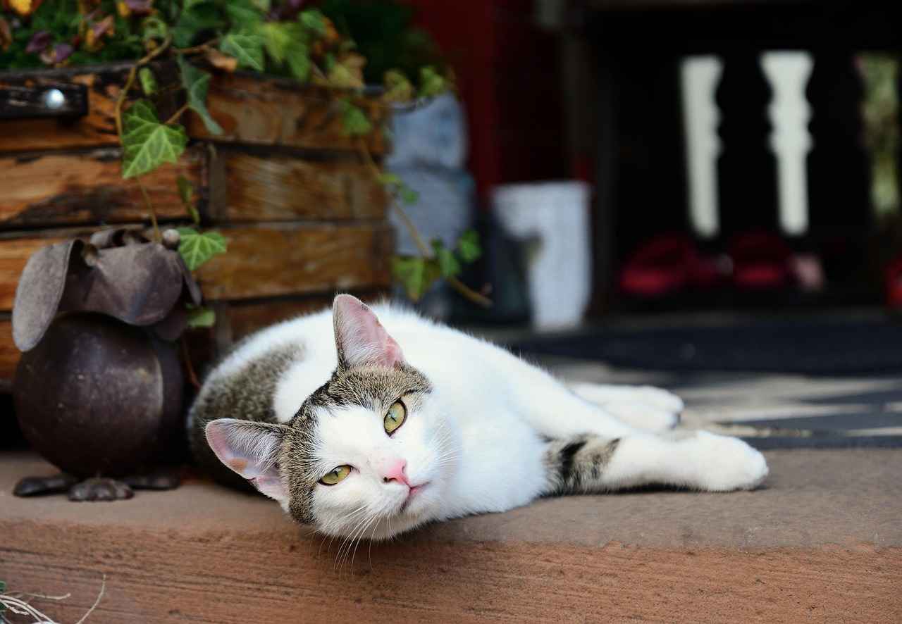 How Do I Know Which Size Wipers My Car Needs?