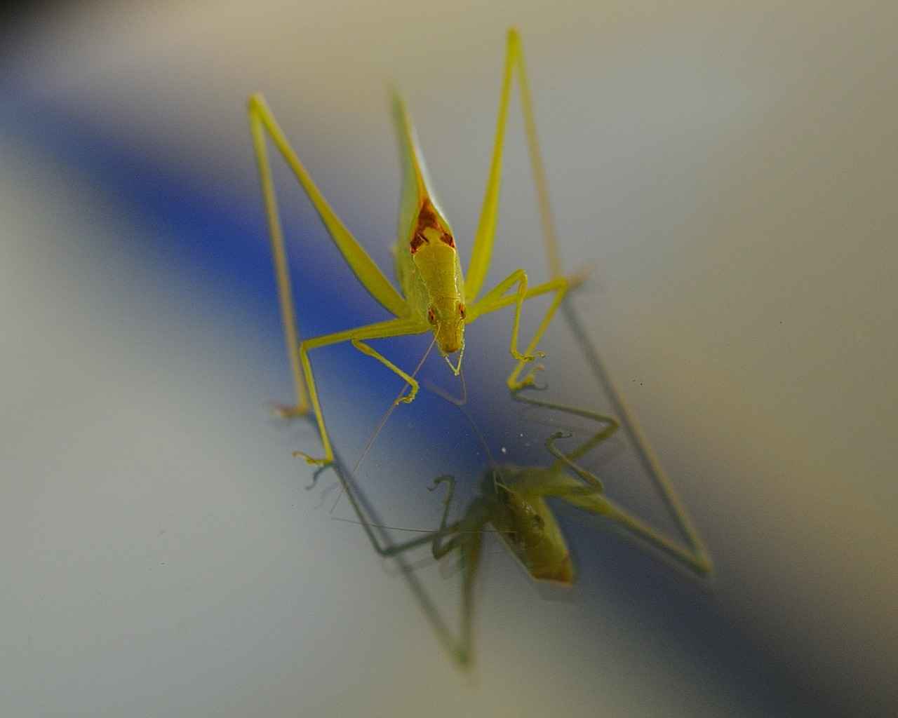 How to Choose the Right Windshield Wipers for Your Vehicle?