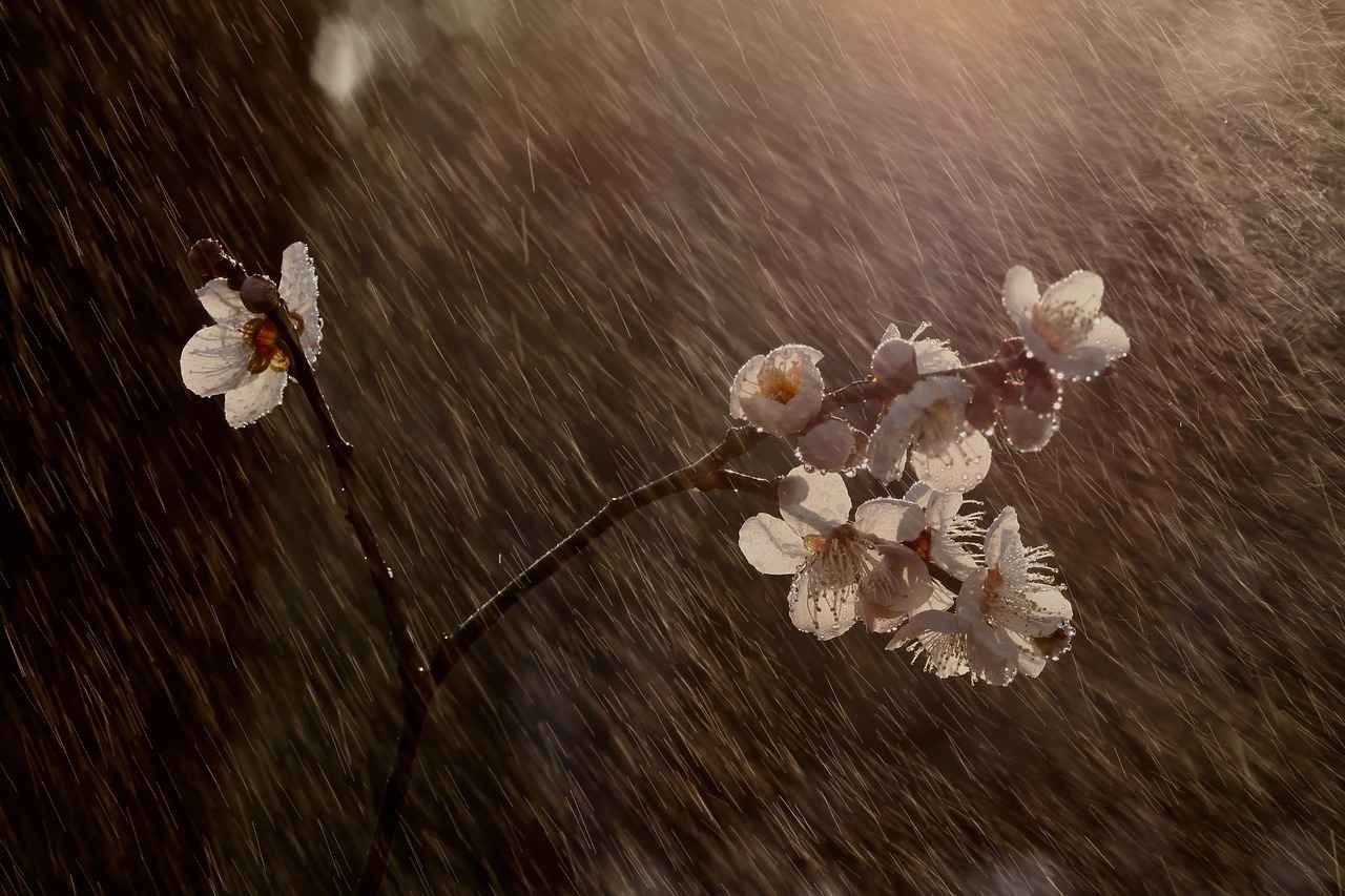Rain Sensing Windshield Wipers: Are They Worth the Investment?
