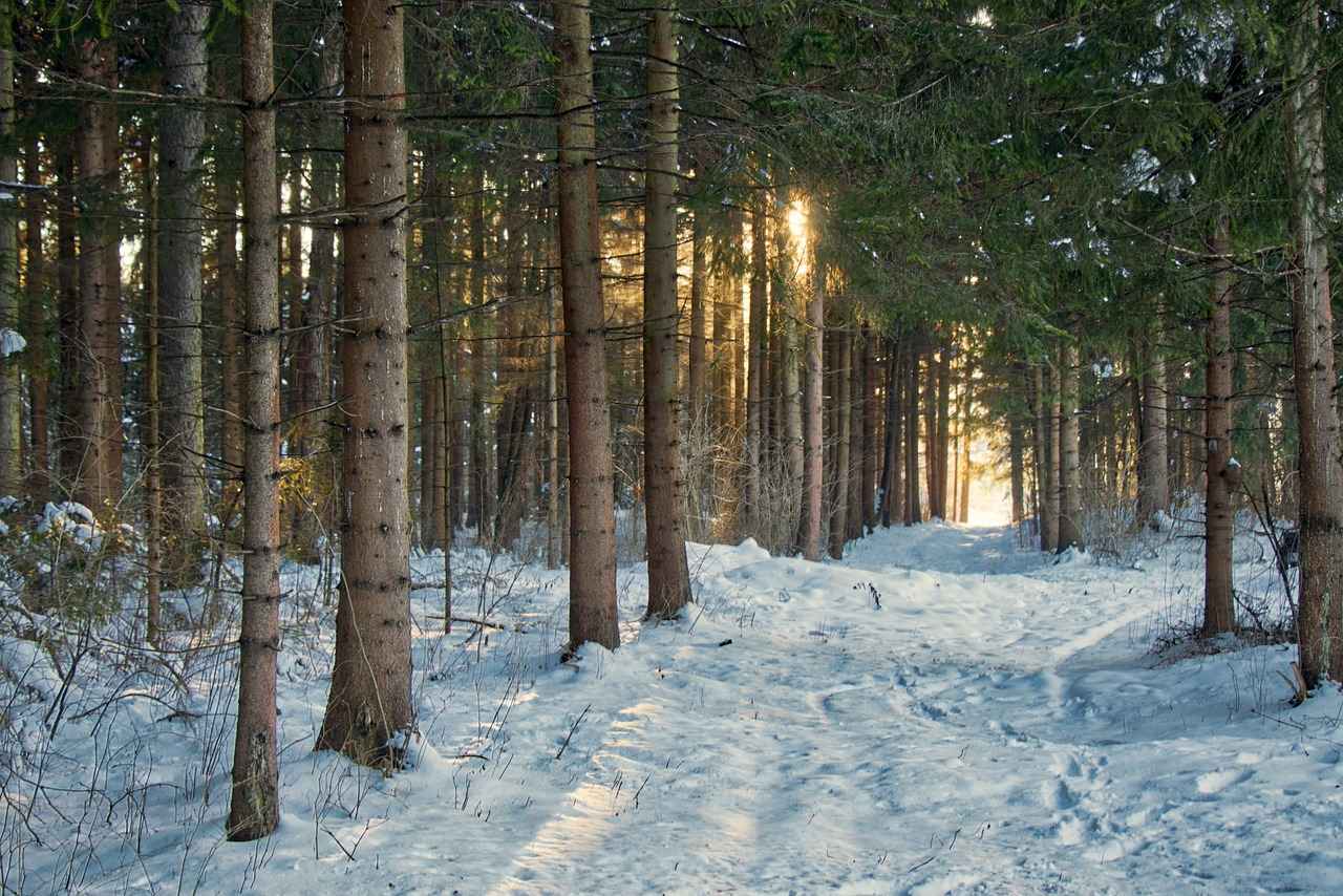 Winter Windshield Wipers: Do You Need Special Wipers for Snow?